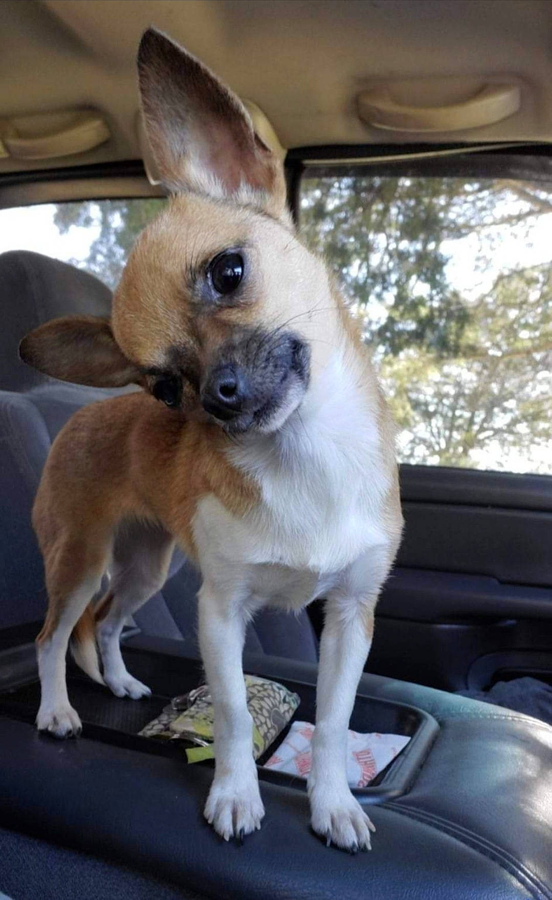 Bitsy Marie joined the competition — help win amazing prizes! automotive_exterior, automotive_mirror, canidae, car, carnivore, collar, companion_dog, dog, dog_breed, dog_supply, fawn, pet_supply, sporting_group, tail, terrestrial_animal, toy_dog, vehicle, whiskers, window, working_animal