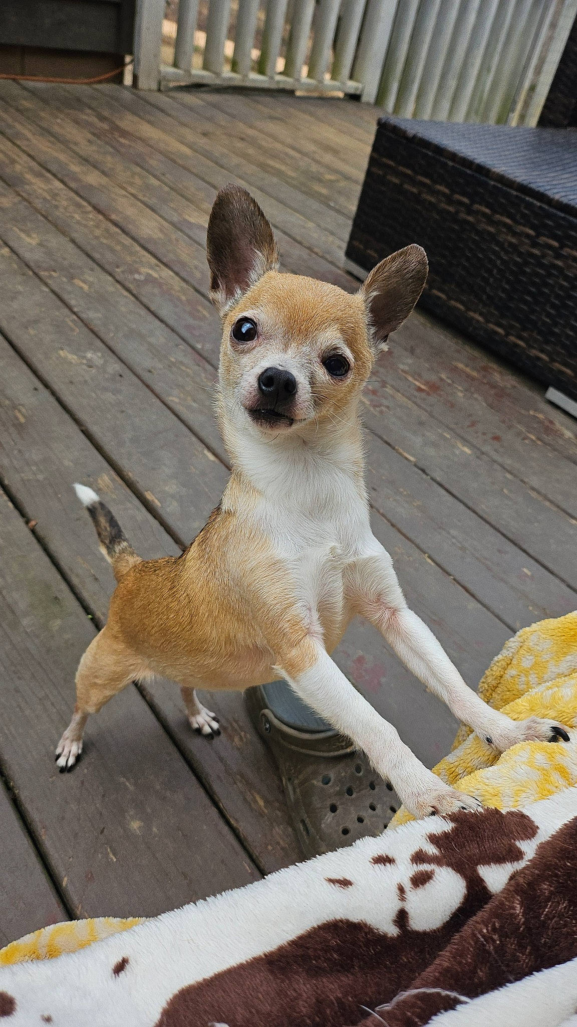 Bitsy Marie joined the competition — help win amazing prizes! ancient_dog_breeds, canidae, carnivore, companion_dog, dog_breed, fawn, fur, outdoor_furniture, sitting, snout, tail, terrestrial_animal, toy_dog, twig, whiskers, wildlife, wood