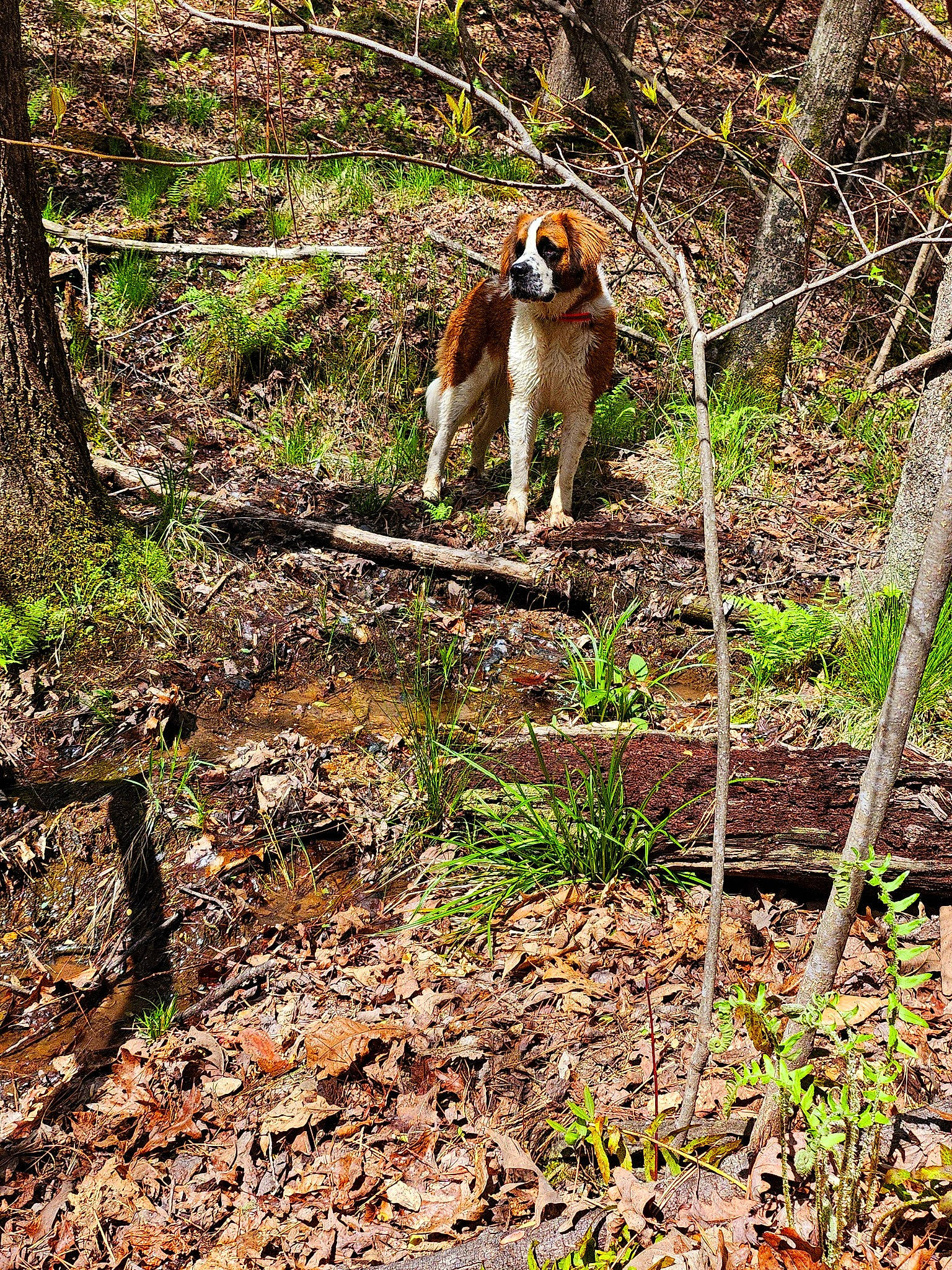 Shyla Mae joined the competition — help win amazing prizes! carnivore, companion_dog, dog, dog_breed, fawn, forest, grass, groundcover, jungle, natural_landscape, plant, soil, tail, temperate_broadleaf_and_mixed_forest, terrestrial_animal, tree, trunk, wood, woodland, working_animal