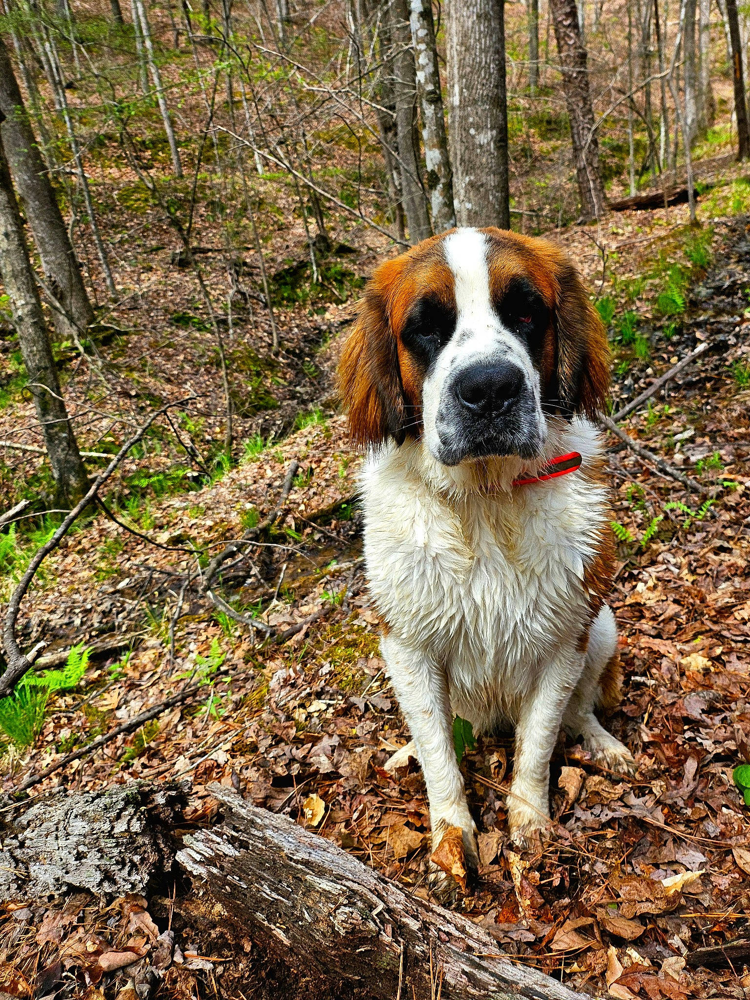 Shyla Mae joined the competition — help win amazing prizes! ancient_dog_breeds, canidae, carnivore, companion_dog, dog, dog_breed, grass, gun_dog, herding_dog, hunting_dog, natural_landscape, plant, snout, soil, sporting_group, tail, terrestrial_animal, tree, woodland, working_dog