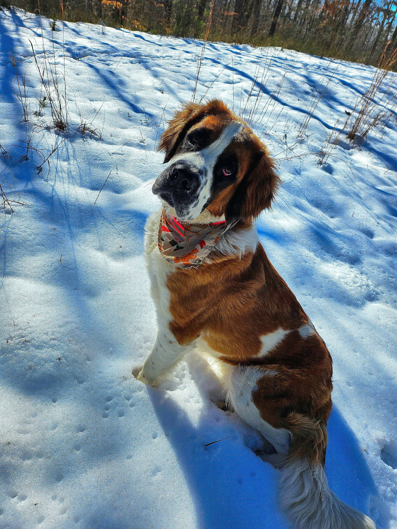 Shyla Mae is registered to the contest to win money with this photo: canidae, carnivore, collar, companion_dog, dog, dog_breed, dog_collar, dog_supply, fawn, freezing, fur, gun_dog, leash, pet_supply, recreation, snout, snow, sporting_group, tail, winter