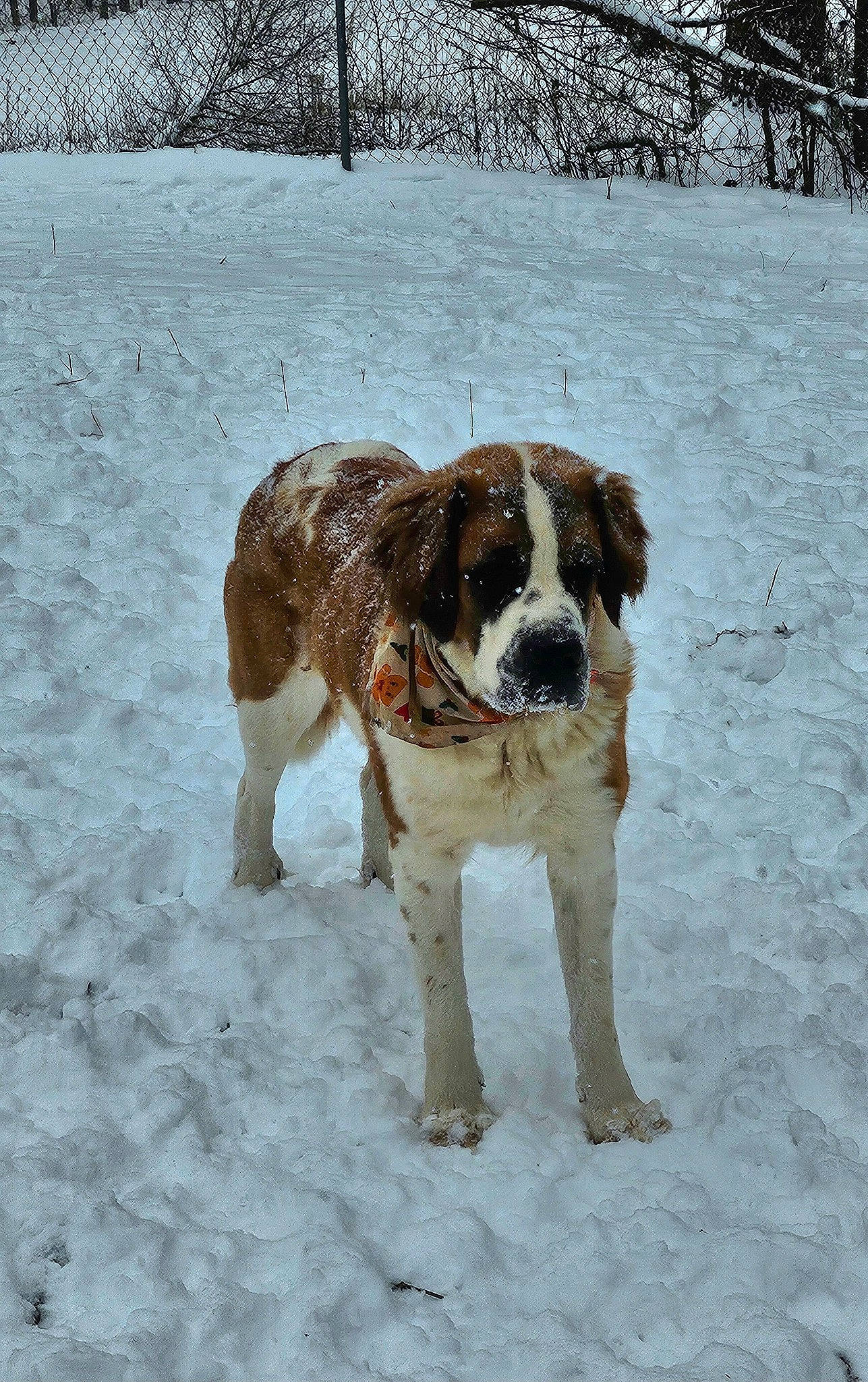 Shyla Mae is registered to the contest to win money with this photo: biting, bored, canidae, carnivore, companion_dog, dog, dog_breed, fawn, freezing, fur, gun_dog, hunting_dog, precipitation, snout, snow, sporting_group, tail, winter, working_animal, working_dog