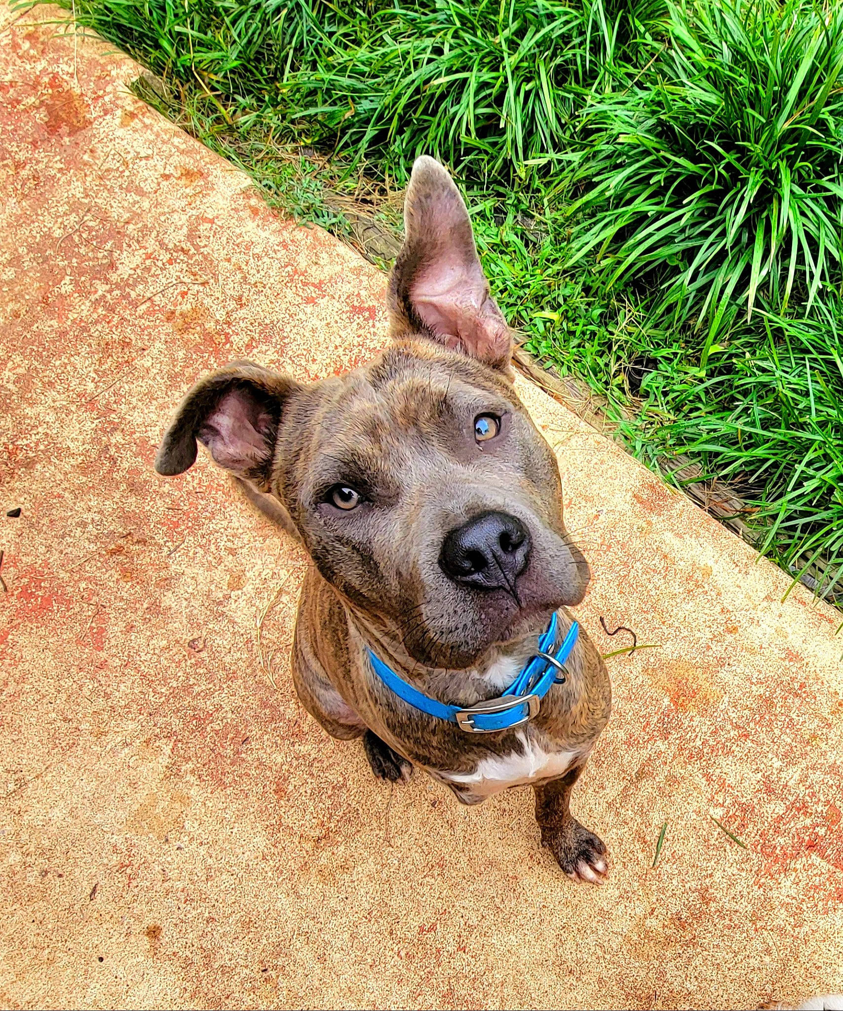 Charmen Lily Aka Charm joined the competition — help win amazing prizes! carnivore, collar, companion_dog, dog, dog_breed, dog_collar, dog_supply, ear, electric_blue, fawn, foot, grass, liver, mexican_hairless_dog, pet_supply, plant, snout, terrestrial_animal, whiskers, working_animal