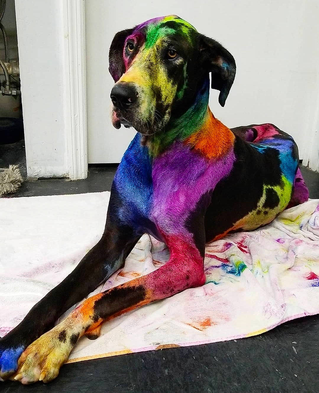 Zia Nicole joined the competition — help win amazing prizes! art, canidae, carnivore, collar, companion_dog, dog, dog_breed, dog_clothes, dog_collar, dog_supply, fawn, fur, guard_dog, magenta, pet_supply, sitting, sporting_group, toy, visual_arts, working_animal