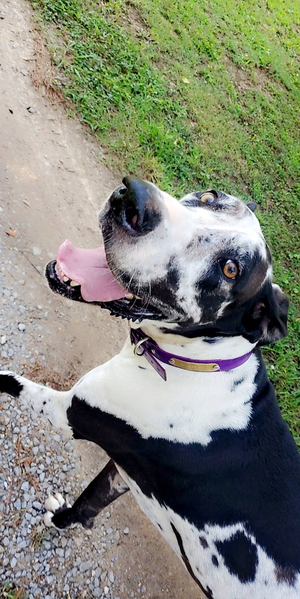 Zia Nicole is registered to the contest to win money with this photo: asphalt, canidae, carnivore, collar, companion_dog, dog, dog_breed, dog_collar, dog_supply, fawn, fur, great_dane, gun_dog, leash, pet_supply, road_surface, snout, sporting_group, whiskers, working_animal