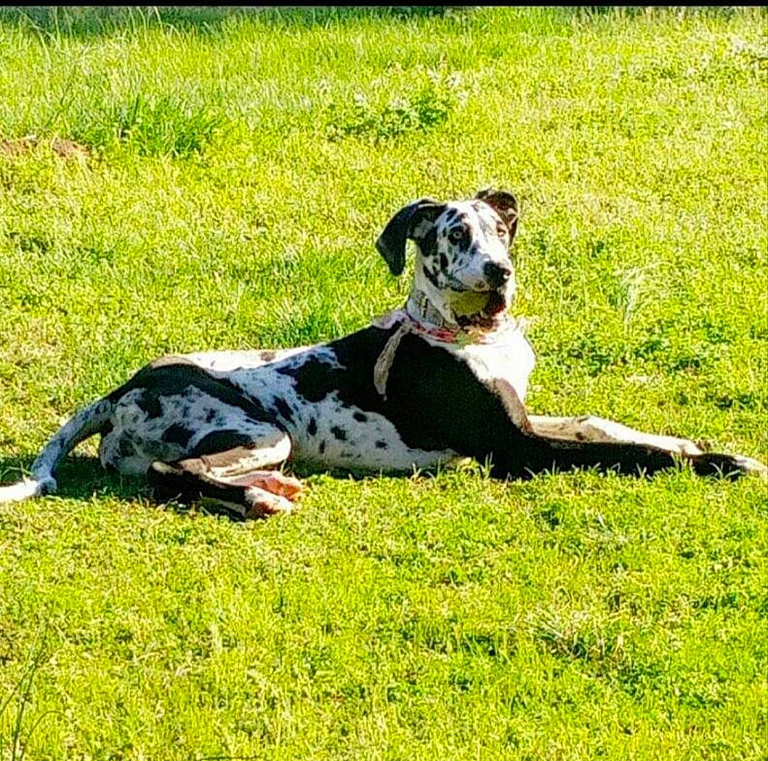 Zia Nicole is registered to the contest to win money with this photo: canidae, carnivore, companion_dog, dalmatian, dog, dog_breed, grass, grass_family, grassland, hunting_dog, meadow, non_sporting_group, pasture, snout, sporting_group, terrestrial_animal, working_animal, working_dog