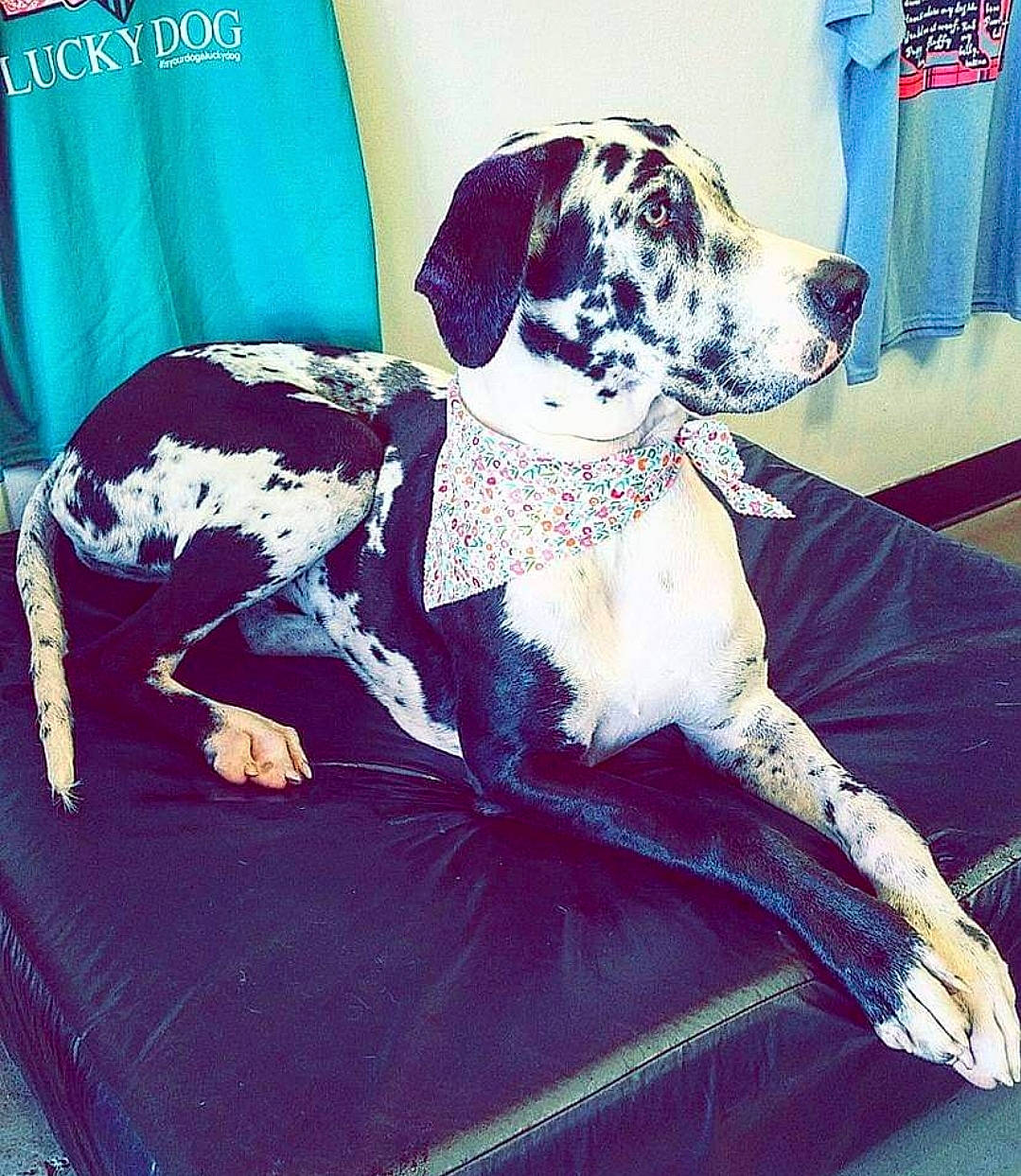 Zia Nicole is registered to the contest to win money with this photo: canidae, carnivore, collar, comfort, companion_dog, couch, dog, dog_breed, dog_collar, dog_supply, electric_blue, fawn, magenta, metal, non_sporting_group, pattern, pet_supply, rectangle, sporting_group, working_animal