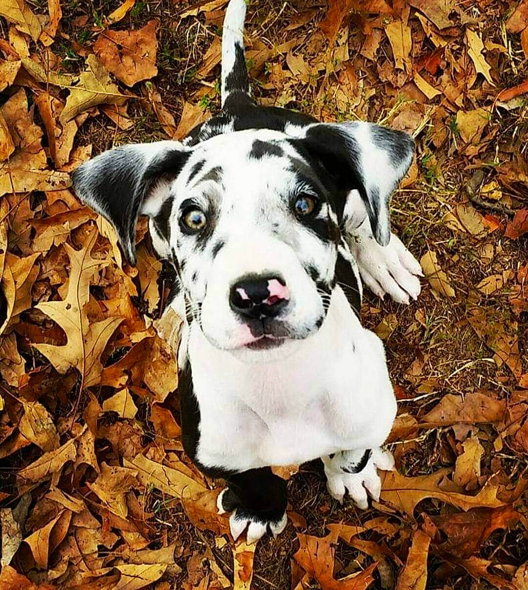 Zia Nicole is registered to the contest to win money with this photo: art, canidae, carnivore, companion_dog, dog, dog_breed, dog_clothes, dog_collar, eye, fawn, fur, grass, hat, plant, snout, soil, sporting_group, vertebrate, whiskers, working_animal