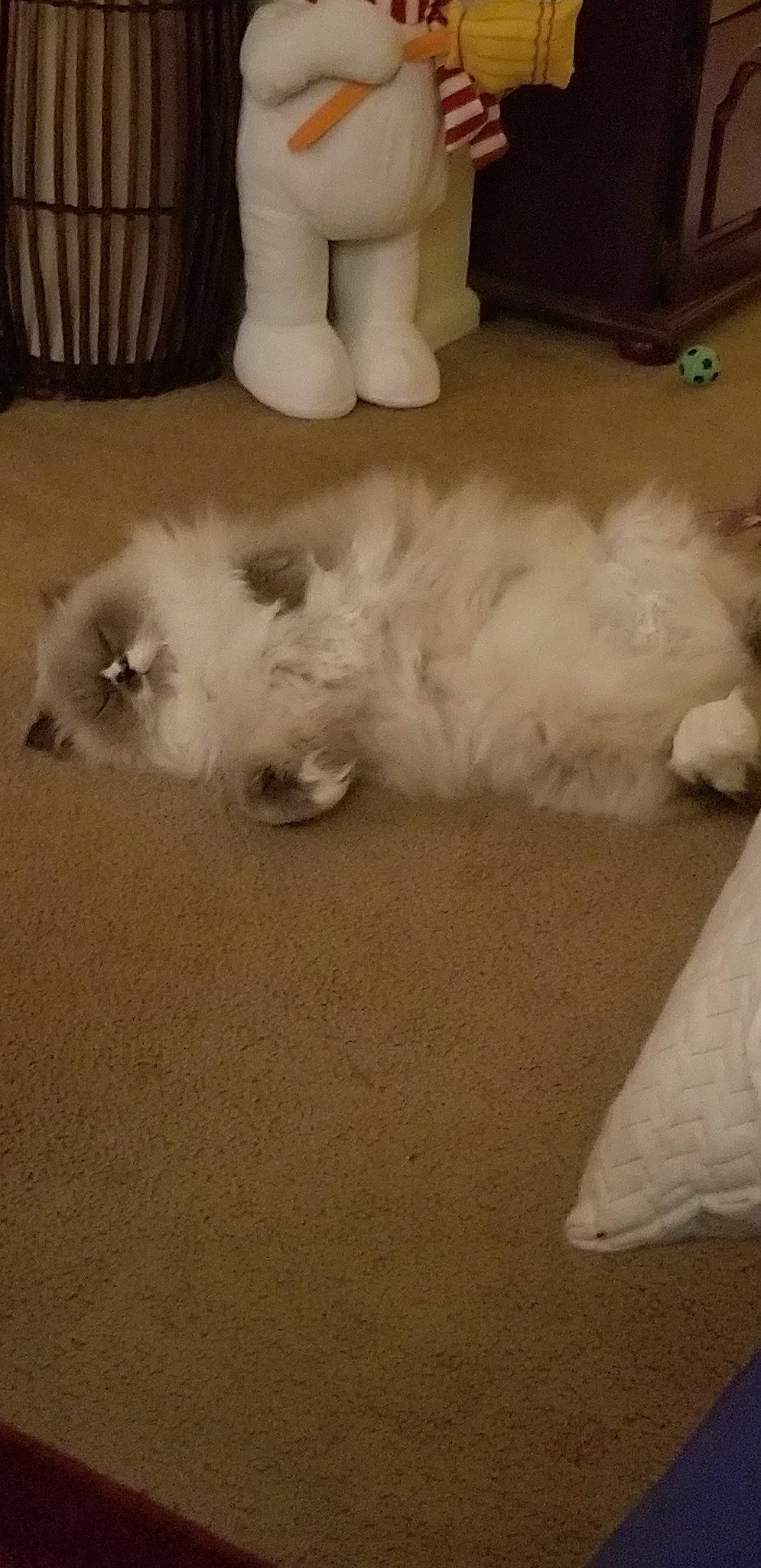 Boinky is registered to the contest to win money with this photo: american_eskimo_dog, bichon, canidae, carnivore, cat, companion_dog, dog, dog_breed, felidae, fur, japanese_spitz, kitten, maltese, mammal, persian, puppy, ragdoll, samoyed, small_to_medium_sized_cats, spitz