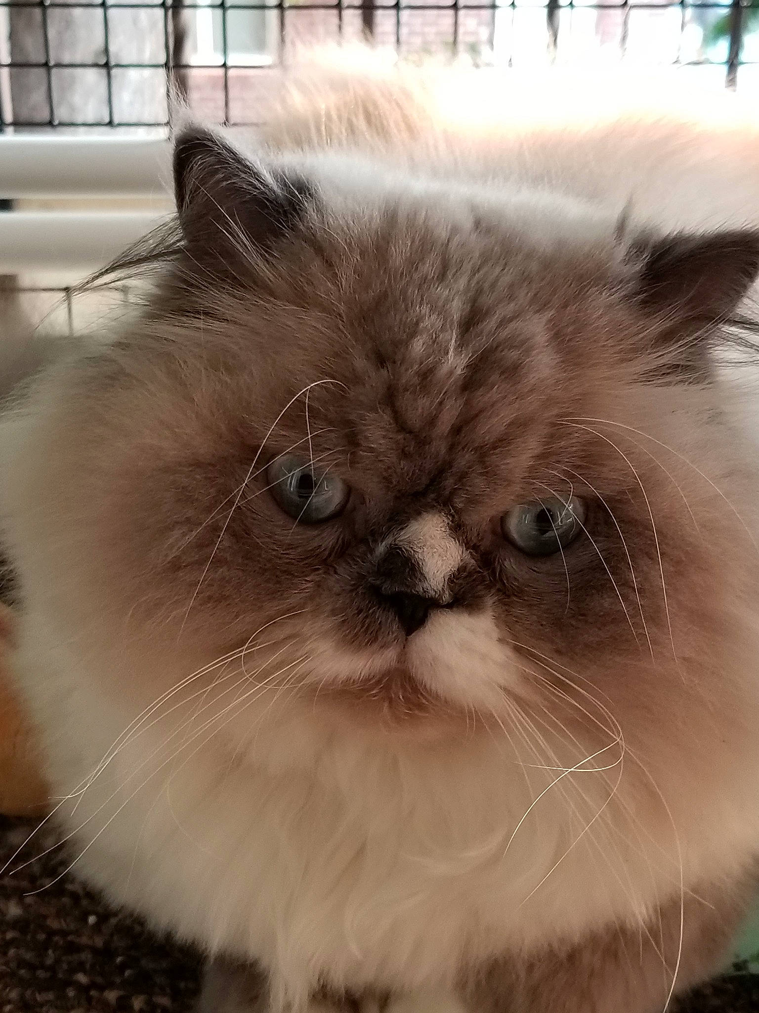 Boinky joined the competition — help win amazing prizes! asian_semi_longhair, birman, british_longhair, british_semi_longhair, carnivore, cat, domestic_long_haired_cat, eye, felidae, fur, himalayan, mammal, nose, persian, ragdoll, skin, small_to_medium_sized_cats, snout, vertebrate, whiskers