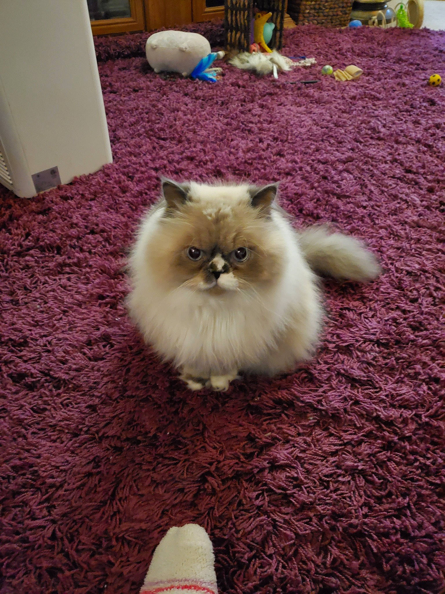 Boinky joined the competition — help win amazing prizes! asian_semi_longhair, birman, british_longhair, british_semi_longhair, carnivore, cat, domestic_long_haired_cat, fawn, felidae, fur, himalayan, kitten, mammal, napoleon_cat, persian, plant, ragdoll, small_to_medium_sized_cats, vertebrate, whiskers