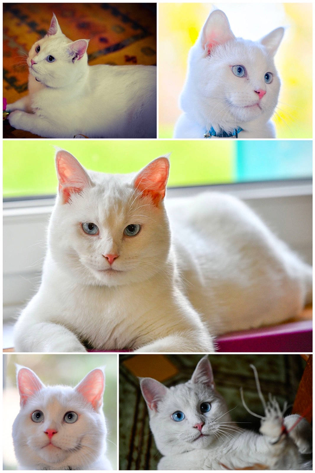 Blanco participe au concours pour gagner de l'argent avec cette photo : blue, carnivore, cat, comfort, creative_arts, dishware, felidae, font, fur, mammal, pattern, photo_caption, photograph, photography, serveware, small_to_medium_sized_cats, tail, vertebrate, whiskers, white