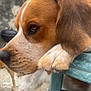 animal, background, blurred, brown, close_up, companion, concrete, dog, ears, fur, green_chair, looking, outdoor, paw, pet, relaxed, resting, side_profile, snout, white
