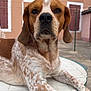 dog, pet, animal, outdoor, table, building, window, shutters, fur, brown, white, speckled, face, ears, paws, resting, calm, looking, portrait, daylight