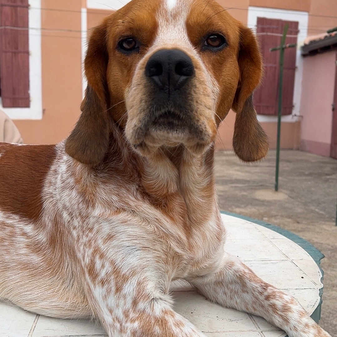 Tyson a rejoint le concours — aidez-le/la à gagner de superbes lots ! animal, brown, building, calm, daylight, dog, ears, face, fur, looking, outdoor, paws, pet, portrait, resting, shutters, speckled, table, white, window