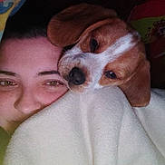 Tyson participe au concours pour gagner de l'argent avec cette photo : affection, beagle, blanket, brown, closeup, cozy, cute, dog, ears, face, fur, human, indoor, person, pet, puppy, resting, snuggling, warm, white