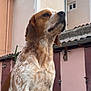 animal, brown, building, canine, daytime, dog, door, ears, fur, noble, outdoor, pet, quiet, side_view, sky, snout, standing, wall, white, window