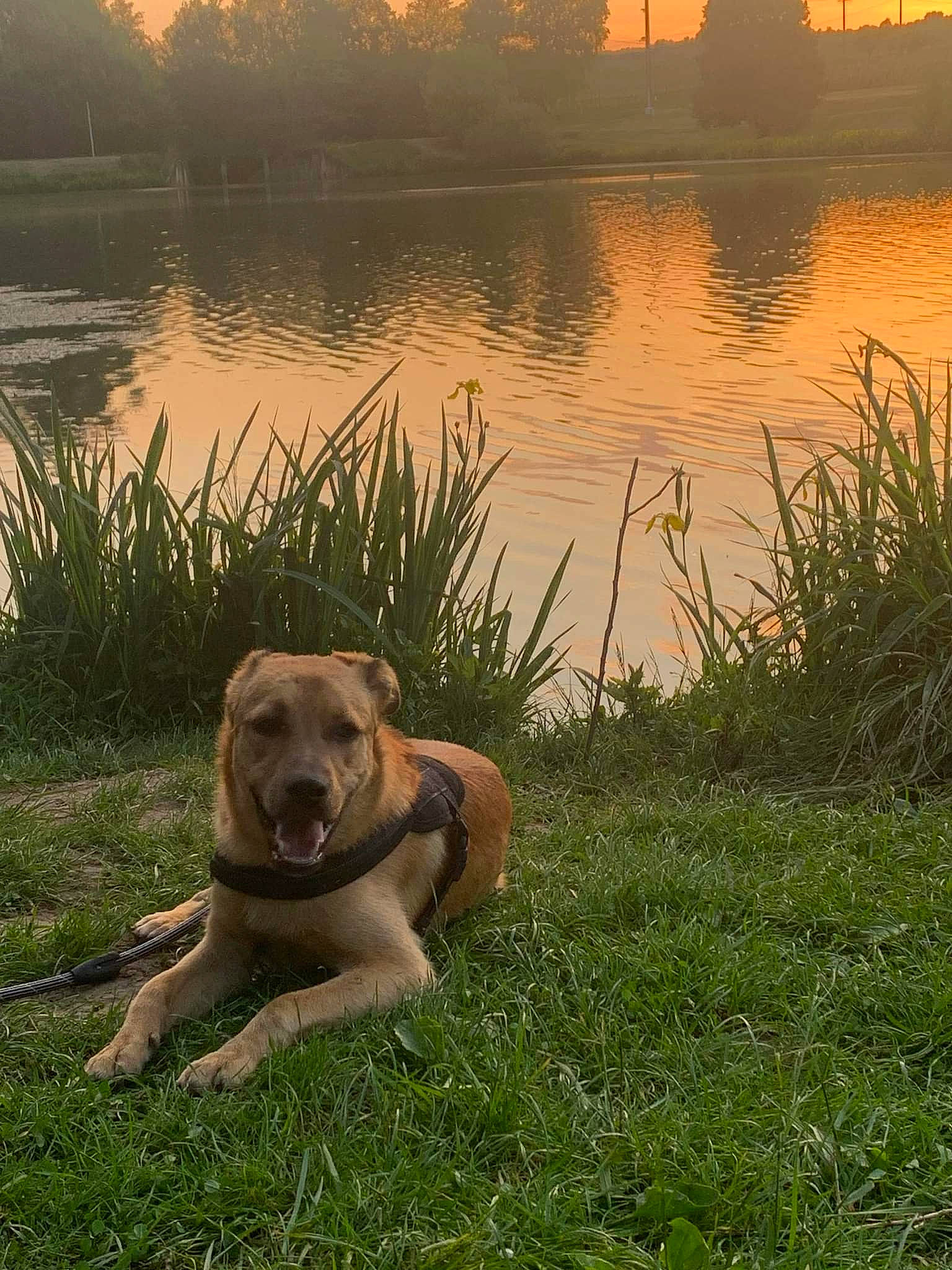 Tayron participe au concours pour gagner de l'argent avec cette photo : bank, carnivore, dog, dog_breed, dusk, fawn, grass, lake, landscape, light, morning, natural_landscape, plant, sky, sunlight, sunrise, tree, water, water_resources, working_animal
