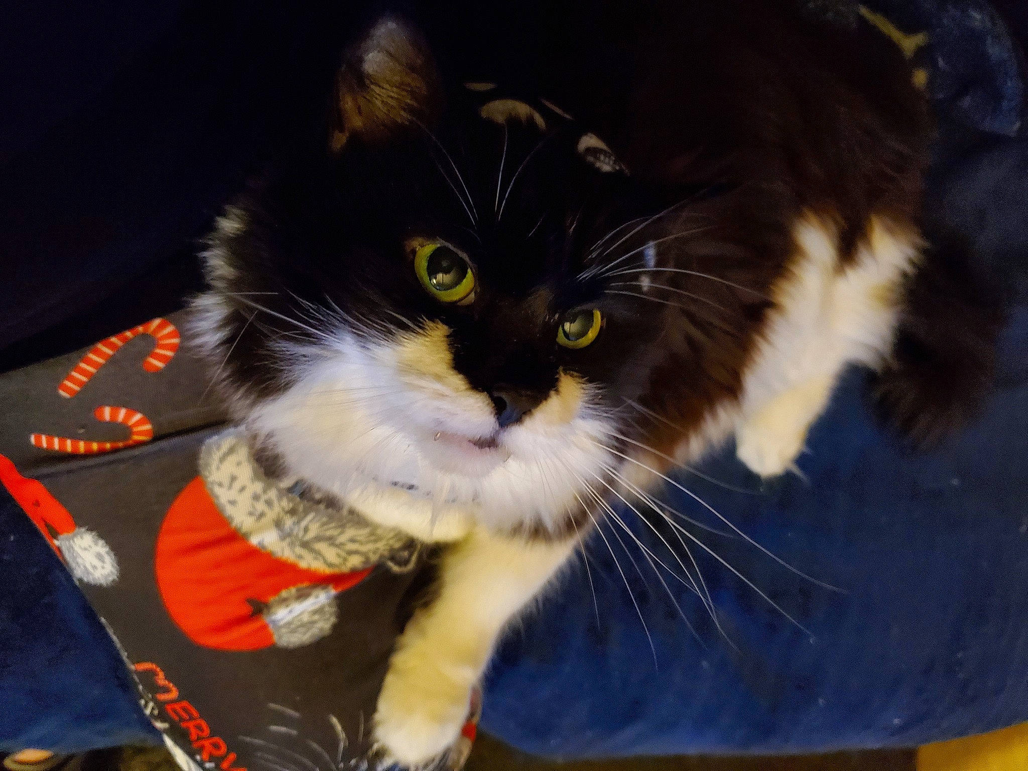 Gyzmo Starr joined the competition — help win amazing prizes! black_cat, carnivore, cat, claw, domestic_short_haired_cat, electric_blue, felidae, foot, fur, lap, paw, sitting, small_to_medium_sized_cats, snout, tail, whiskers