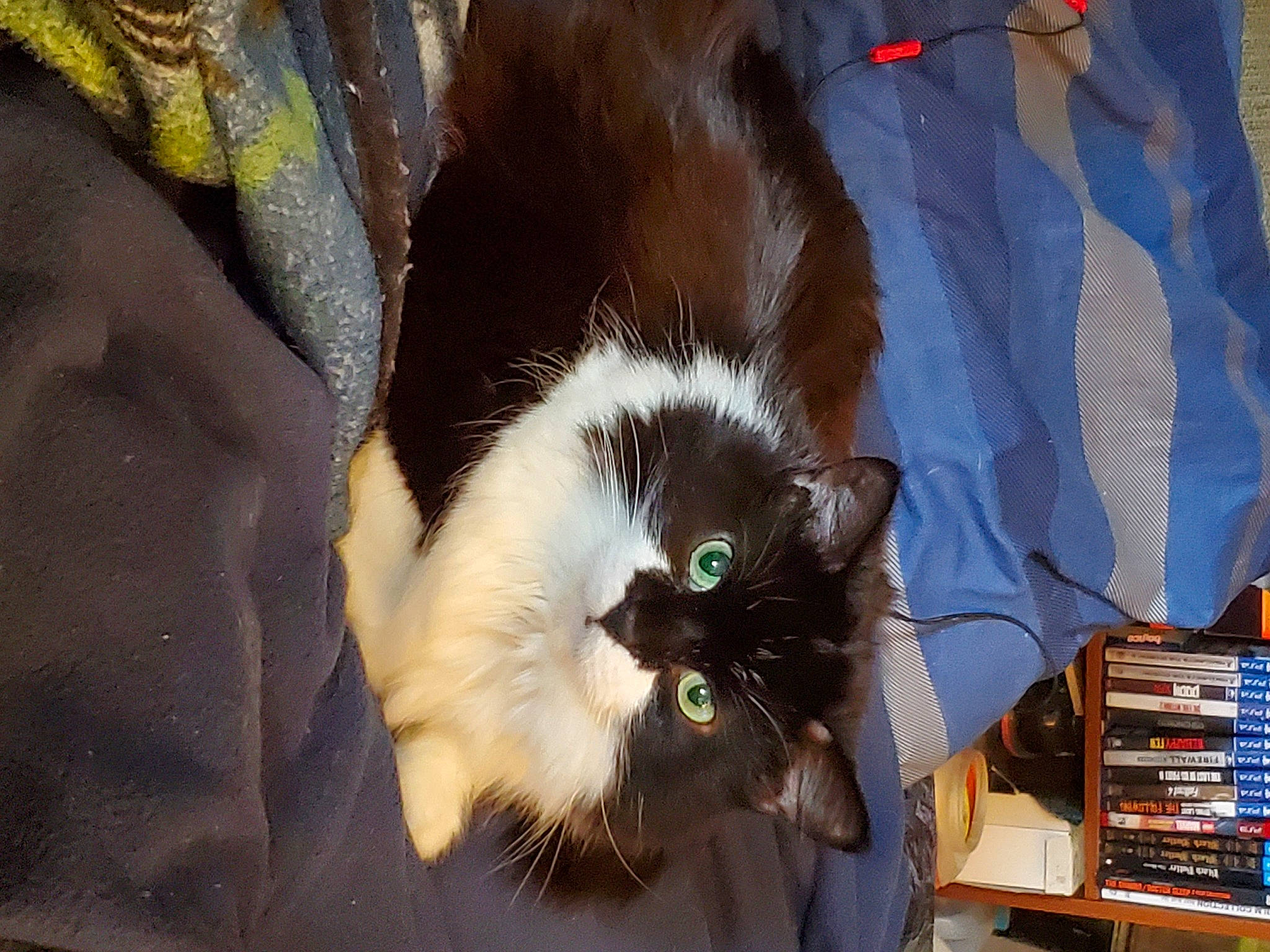 Gyzmo Starr is registered to the contest to win money with this photo: carnivore, cat, claw, comfort, domestic_short_haired_cat, fawn, felidae, foot, fur, paw, small_to_medium_sized_cats, snout, tail, whiskers