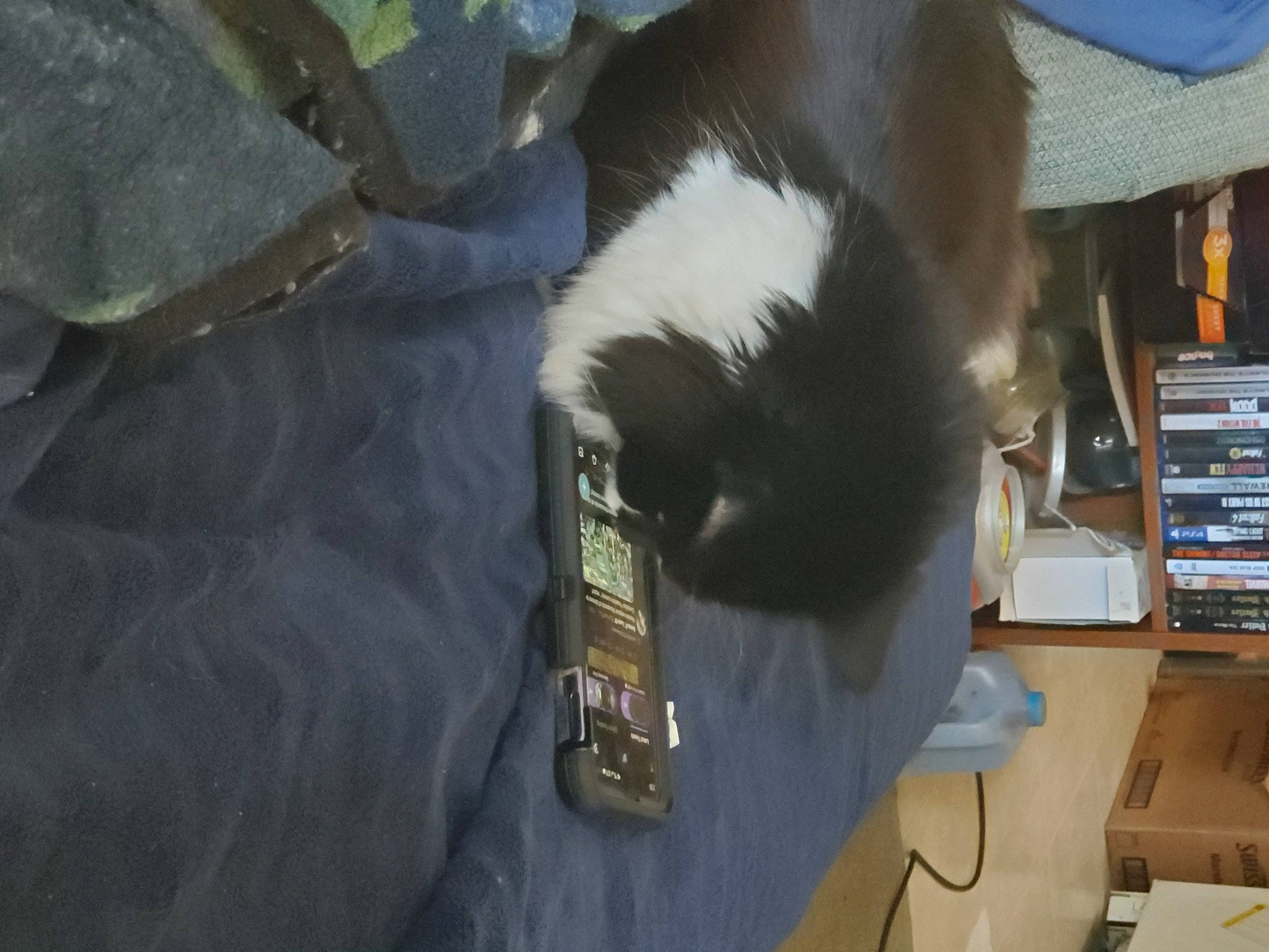 Gyzmo Starr joined the competition — help win amazing prizes! bookcase, box, canidae, carnivore, cat, comfort, companion_dog, domestic_short_haired_cat, felidae, fur, gadget, office_equipment, office_supplies, publication, shelf, small_to_medium_sized_cats, sporting_group, tail, whiskers