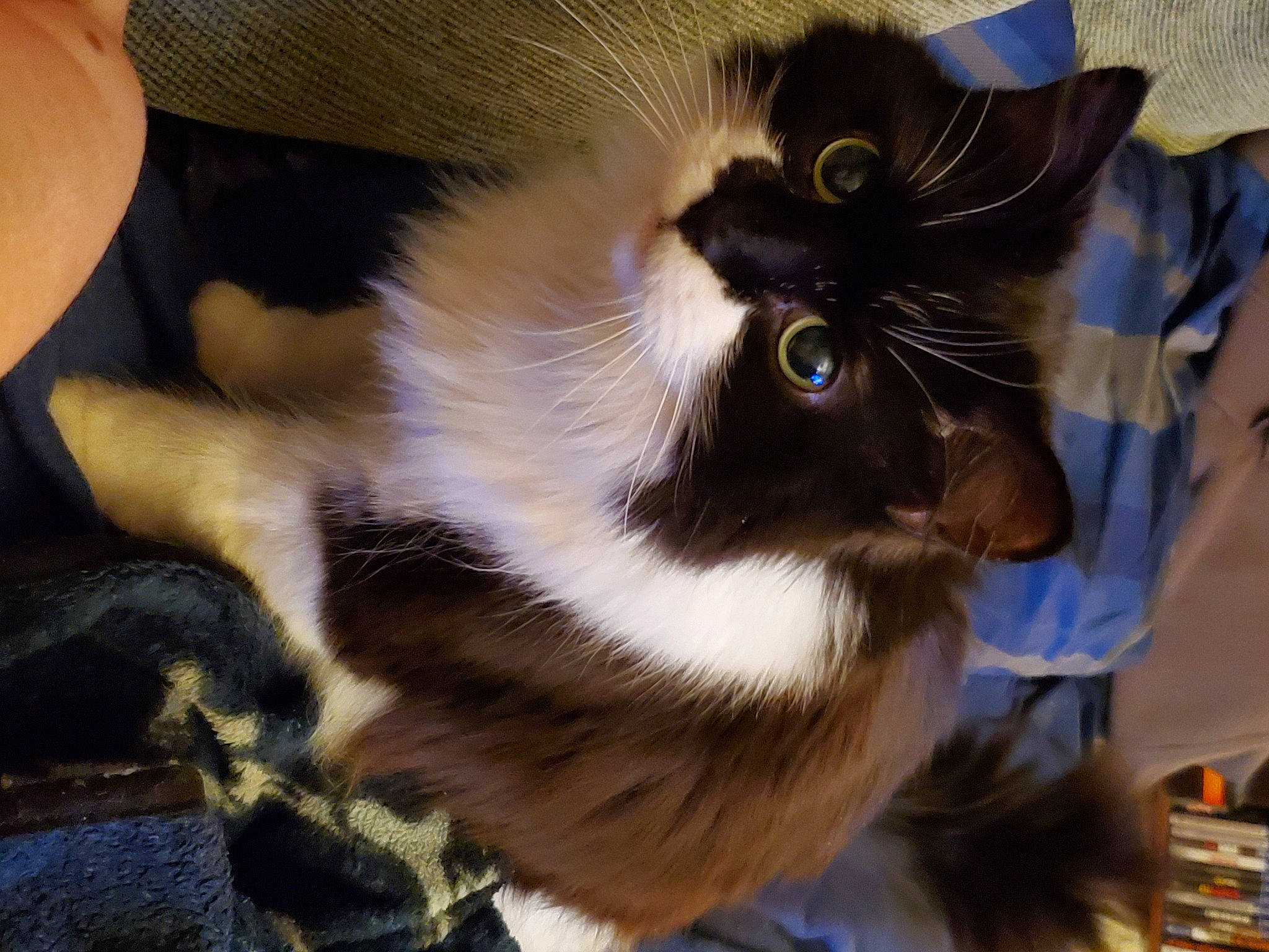 Gyzmo Starr is registered to the contest to win money with this photo: carnivore, cat, claw, domestic_short_haired_cat, ear, fawn, felidae, fur, paw, plant, small_to_medium_sized_cats, snout, sunglasses, tail, tree, whiskers