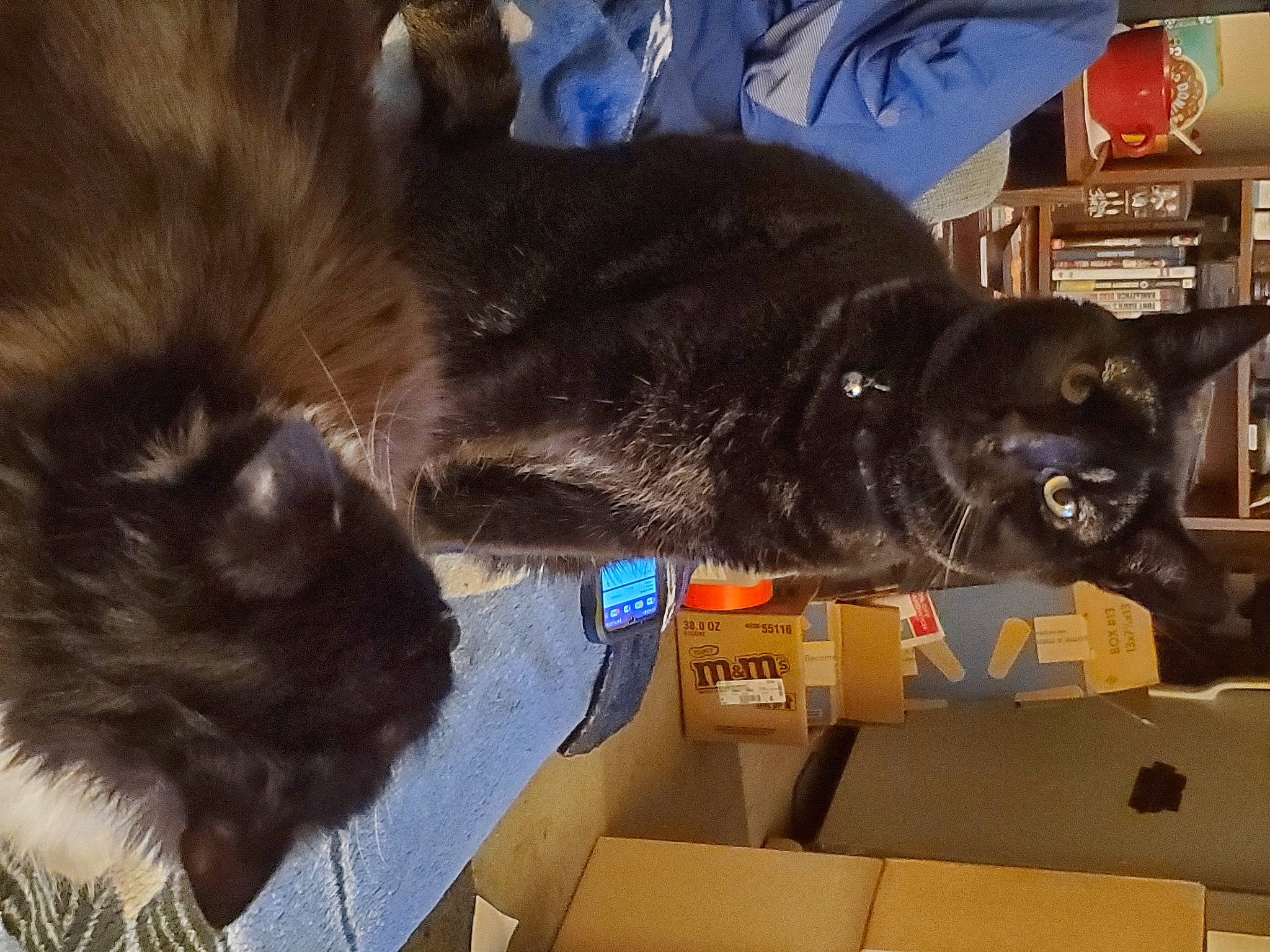 Embyr Kuro joined the competition — help win amazing prizes! black_cat, bombay, canidae, carnivore, cat, claw, comfort, companion_dog, dog_breed, domestic_short_haired_cat, ear, felidae, fur, gesture, small_to_medium_sized_cats, snout, sporting_group, tail, whiskers