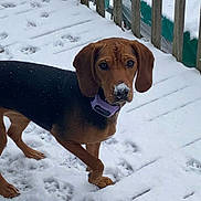 Ranger is registered to the contest to win money with this photo: animal, black_fur, brown_dog, canine, cold, collar, curious, dog, fur, nature, outdoor, paw_prints, pet, playful, railing, snow, snowflakes, standing, winter, wooden_deck