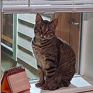 Munchie joined the competition — help win amazing prizes! cat, tabby, windowsill, indoor, curious, blinds, calendar, window, pet, feline, striped, animal, domestic, looking, sitting, house, fur, whiskers, ears, paws
