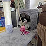 Willow joined the competition — help win amazing prizes! cat, cat_tree, toy, pink, black_and_white, indoor, furniture, backpack, bookshelf, rope, living_room, pet, curious, cozy, cubicle, playful, dangler, household, relaxing, domestic