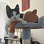 Willow joined the competition — help win amazing prizes! cat, kitten, black_and_white, cat_tree, plush_toy, indoor, furniture, bookshelf, backpack, painting, red_rose, window, curious, paw, pet, home, cozy, sitting, animal, cute