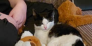 Willow joined the competition — help win amazing prizes! cat, black_and_white_cat, plush_toy, teddy_bear, striped_couch, person, arm, cozy, indoor, resting, sleeping_cat, soft_toys, home, relaxation, furniture, comfort, pet, animal, domestic, nap