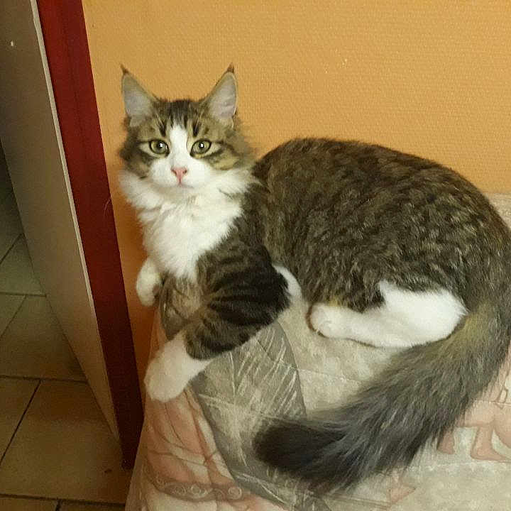 Louloute