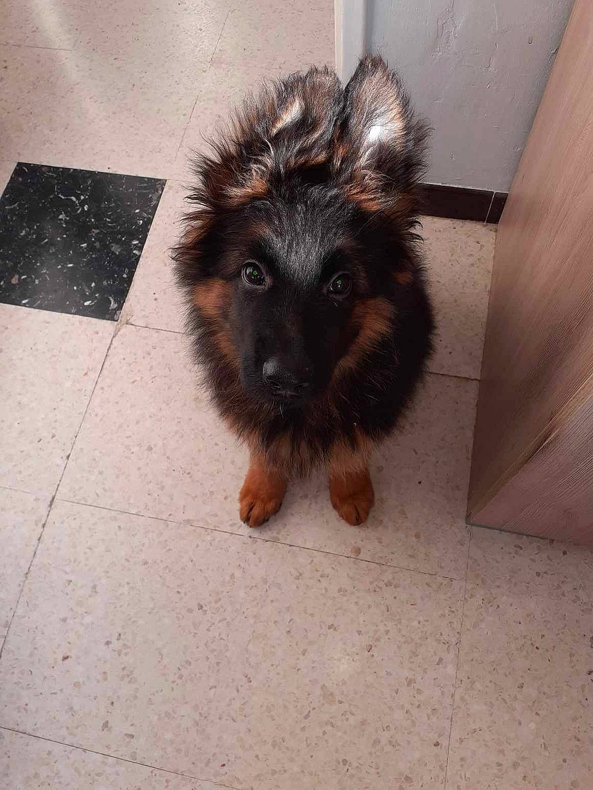 Sherk Kann participe au concours pour gagner de l'argent avec cette photo : canidae, carnivore, companion_dog, dog, dog_breed, floor, flooring, foot, fur, liver, paw, road_surface, snout, sporting_group, tail, terrestrial_animal, toy_dog