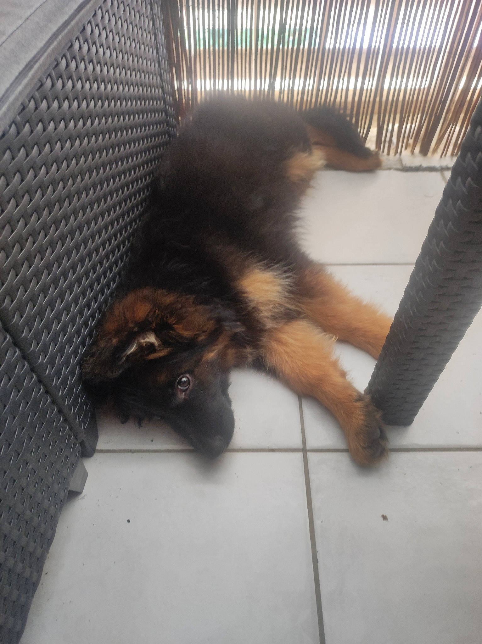 Sherk Kann participe au concours pour gagner de l'argent avec cette photo : animal_shelter, carnivore, claw, comfort, companion_dog, dog, dog_breed, fawn, felidae, floor, flooring, fur, german_shepherd_dog, liver, nap, paw, small_to_medium_sized_cats, tail, terrestrial_animal, whiskers