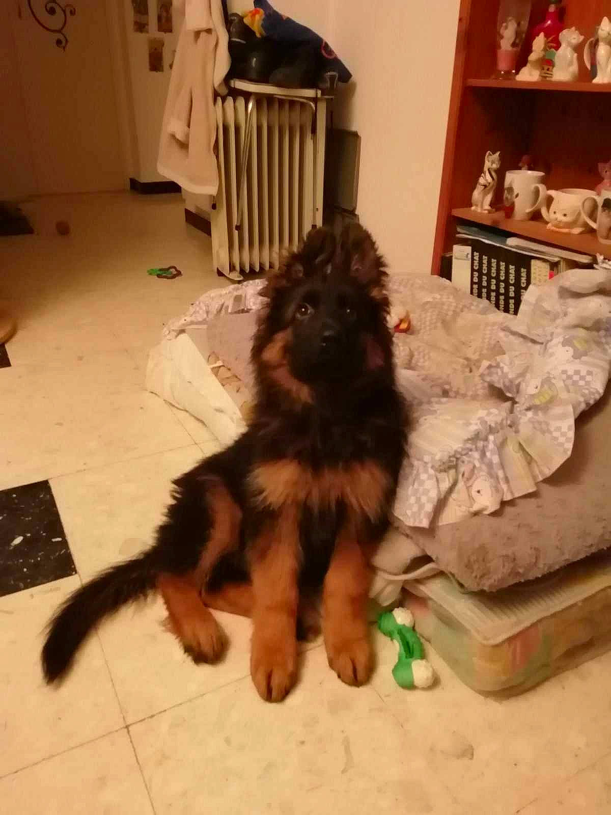 Sherk Kann participe au concours pour gagner de l'argent avec cette photo : canidae, carnivore, companion_dog, dog, dog_breed, fawn, felidae, floor, flooring, fur, hardwood, herding_dog, paw, shelf, shelving, small_to_medium_sized_cats, sporting_group, tail, terrier, working_animal