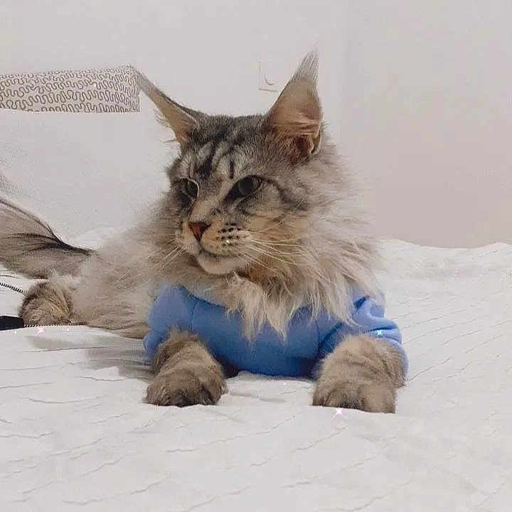 Obéron
