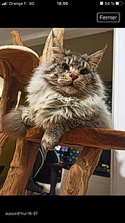 Obéron a rejoint le concours — aidez-le/la à gagner de superbes lots ! asian, carnivore, cat, fawn, felidae, kitten, maine_coon, mammal, norwegian_forest_cat, photo_caption, pixie_bob, small_to_medium_sized_cats, tabby_cat, whiskers