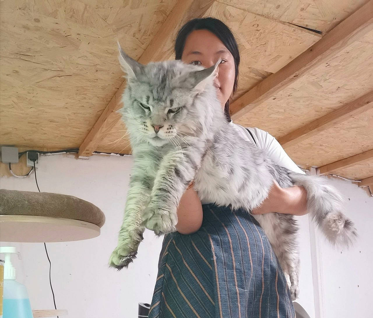 Obéron a rejoint le concours — aidez-le/la à gagner de superbes lots ! asian, british_semi_longhair, carnivore, cat, dragon_li, ear, european_shorthair, eye, felidae, fur, kitten, long_hair, maine_coon, mammal, pixie_bob, siberian, skin, small_to_medium_sized_cats, tabby_cat, whiskers