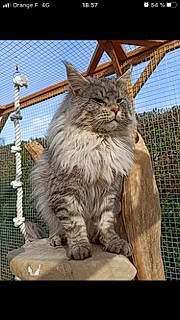 Obéron a rejoint le concours — aidez-le/la à gagner de superbes lots ! asian_semi_longhair, british_longhair, british_semi_longhair, carnivore, cat, domestic_long_haired_cat, european_shorthair, felidae, maine_coon, mammal, norwegian_forest_cat, pixie_bob, siberian, small_to_medium_sized_cats, tabby_cat, vertebrate, whiskers, wild_cat