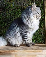 Obéron participe au concours pour gagner de l'argent avec cette photo : american_bobtail, american_curl, asian_semi_longhair, british_longhair, british_semi_longhair, carnivore, cat, cymric, domestic_long_haired_cat, european_shorthair, felidae, kurilian_bobtail, maine_coon, mammal, norwegian_forest_cat, siberian, small_to_medium_sized_cats, vertebrate, whiskers, wild_cat