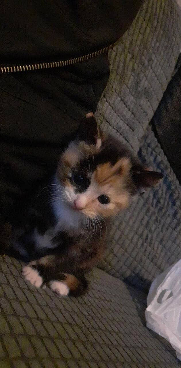 Pepsi is registered to the contest to win money with this photo: box, cardboard, carnivore, cat, claw, couch, domestic_short_haired_cat, eye, fawn, felidae, fur, iris, paw, photo_caption, small_to_medium_sized_cats, snout, tail, whiskers, window, wood