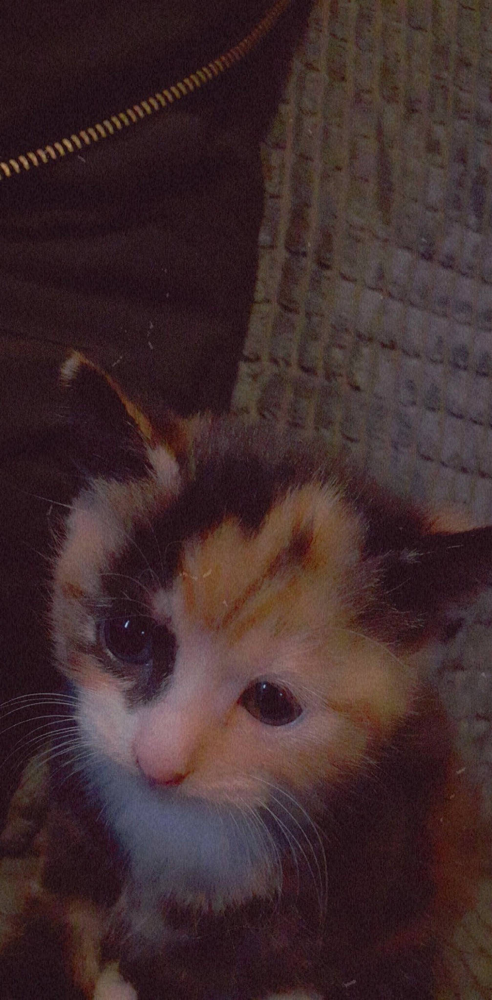 Pepsi is registered to the contest to win money with this photo: carnivore, cat, domestic_short_haired_cat, fawn, felidae, fur, paw, small_to_medium_sized_cats, snout, tail, terrestrial_animal, whiskers