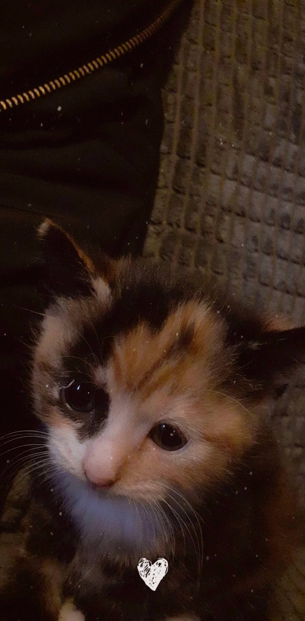 Pepsi joined the competition — help win amazing prizes! carnivore, cat, domestic_short_haired_cat, eye, felidae, fur, small_to_medium_sized_cats, snout, tail, terrestrial_animal, whiskers, window, wood