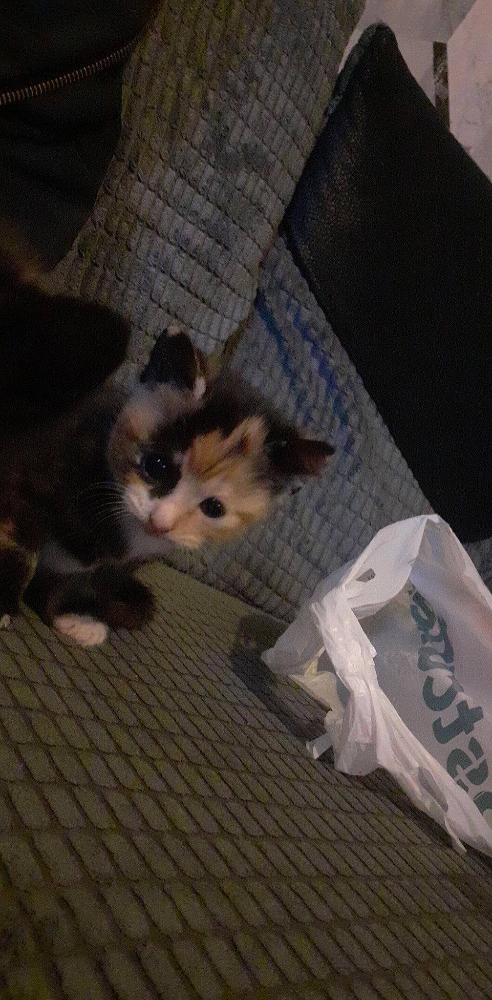 Pepsi joined the competition — help win amazing prizes! box, cardboard, carnivore, cat, comfort, couch, domestic_short_haired_cat, fawn, felidae, flooring, fur, hardwood, paw, shipping_box, small_to_medium_sized_cats, tail, whiskers, wood