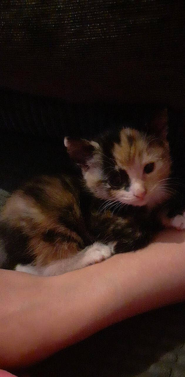 Pepsi is registered to the contest to win money with this photo: carnivore, cat, claw, comfort, domestic_short_haired_cat, ear, eye, felidae, fur, hand, nail, paw, small_to_medium_sized_cats, snout, tail, whiskers, wood