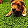 Baloo