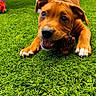 animal, brown_dog, canopy, chewing, closeup, crouching, daylight, dog, garden, grass, greenery, happy, nature, outdoor, pet, playful, puppy, sunlight, toy, young_dog