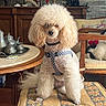 cozy, curly_fur, cushion, decor, dog, furniture, harness, indoor, living_room, panda, pet, plush_toy, poodle, silverware, sitting, table, tea_set, vintage_style, white_poodle, wooden_furniture