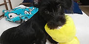 Snoopy joined the competition — help win amazing prizes! animal, bed, black_dog, blanket, canine, companion, cozy, cute, dog, domestic_animal, fur, furniture, indoor, living_room, pet, pet_toy, playful, plush_toy, resting, toy